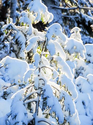 Snowpack in first week of 2019 sits below average