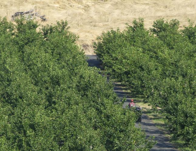 heater_myerson_orchards_8.jpg