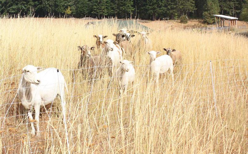 Through heritage agricultural techniques, Horseradish Ranch aims for resilience and sustainability