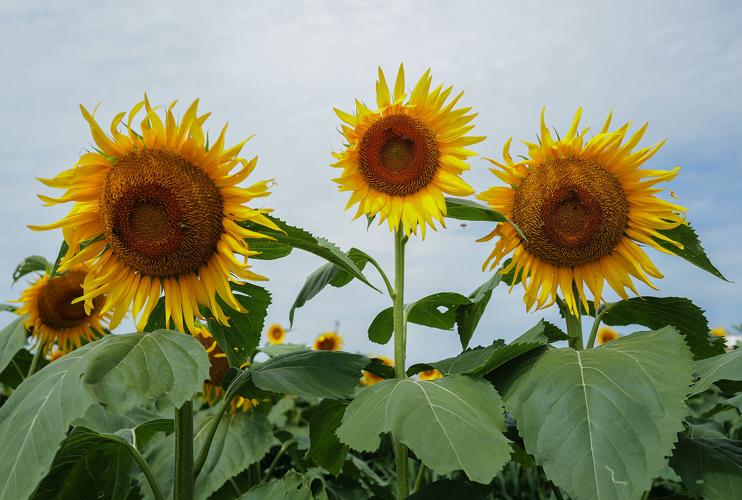 sunflowers-are-back-in-bloom-in-south-columbia-local