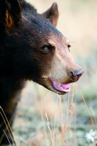 Maryland Black Bear Activity Increases Throughout Fall