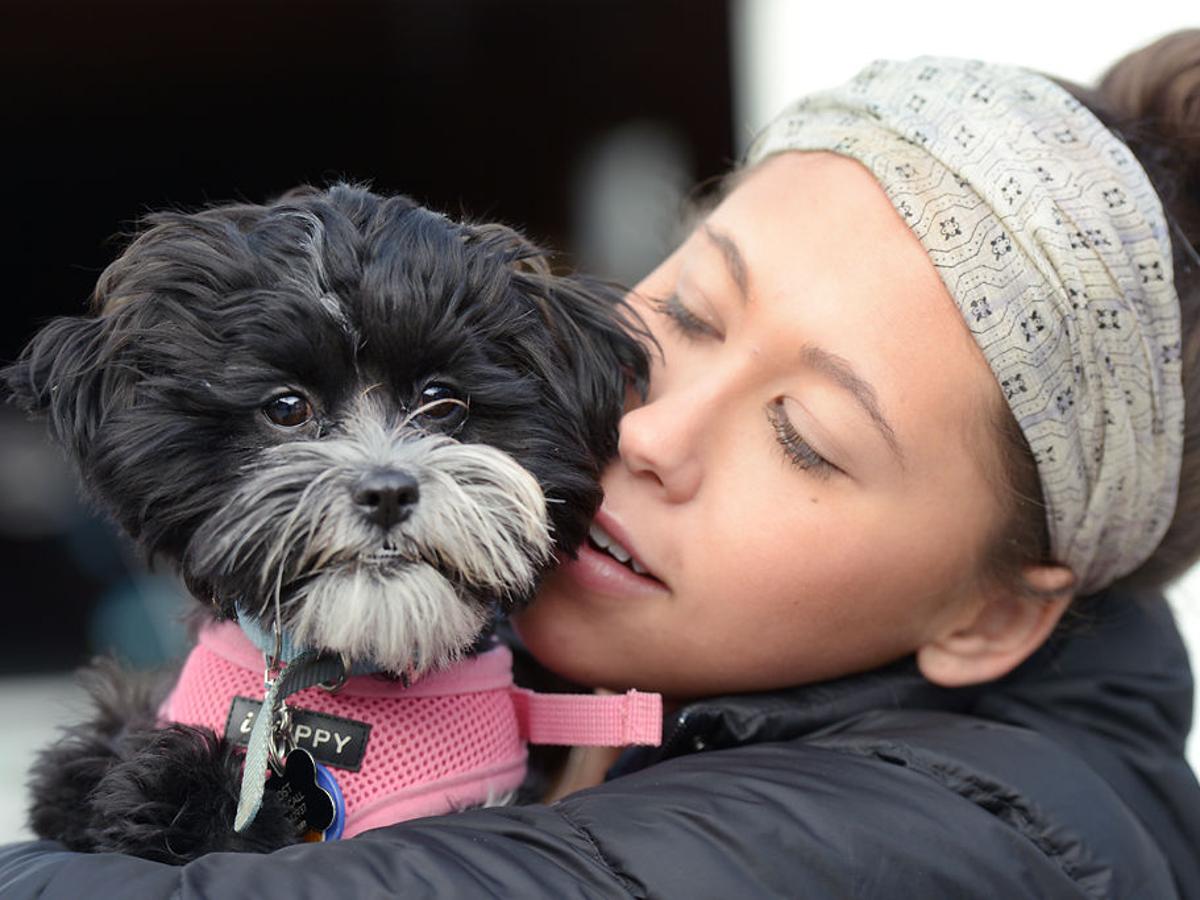 It S Easy For Any Pet Owner To Register A Dog As A Service Animal And Receive Special Treatment Local Columbiamissourian Com