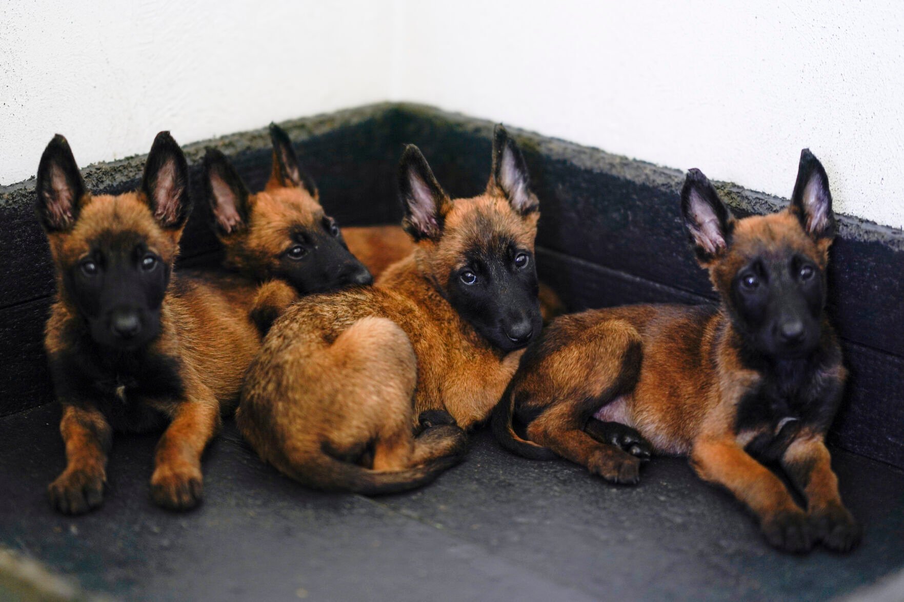 Firefox malinois hot sale