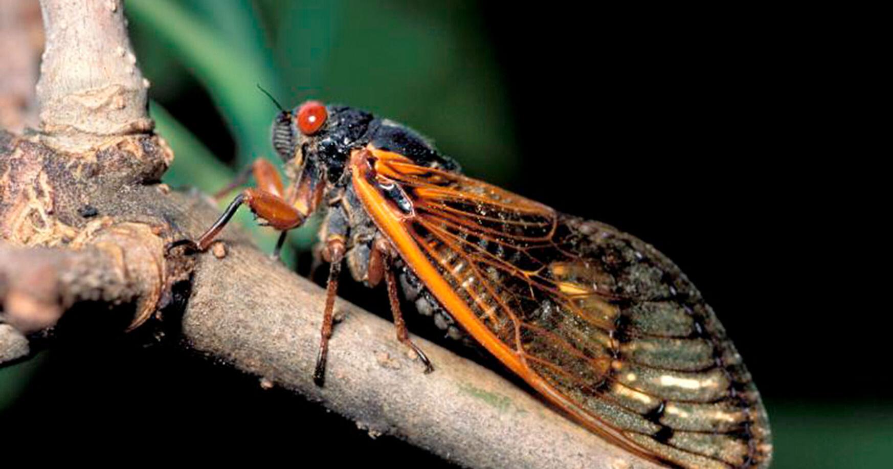 Cicada brood makes a buzz for first time in 13 years | Local - Vimarsana News