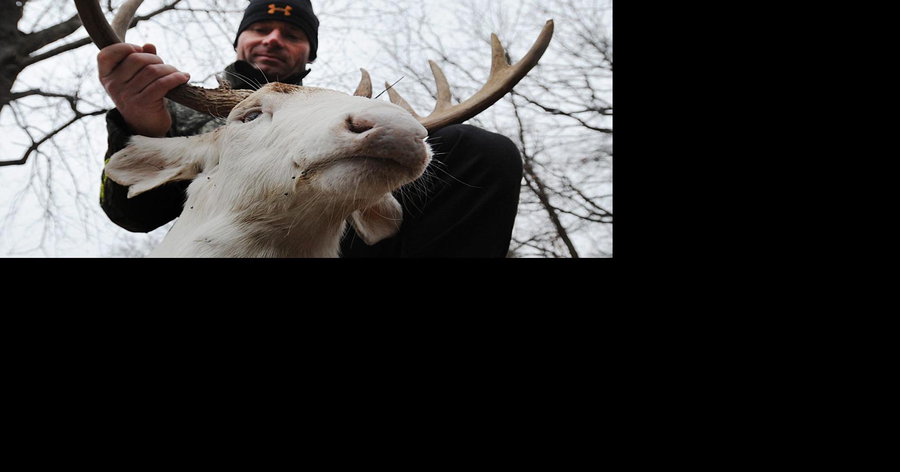 Albino deer shot after years of preservation