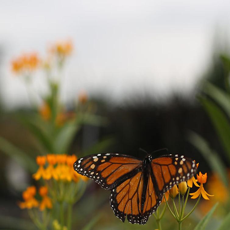 Seen A Lot Of Monarch Butterflies Lately You Re Not Alone Local Columbiamissourian Com