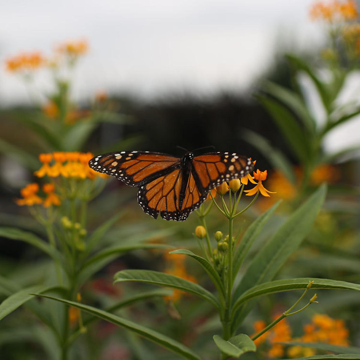 Seen A Lot Of Monarch Butterflies Lately You Re Not Alone Local Columbiamissourian Com Seen A Lot Of Monarch Butterflies Lately You Re Not Alone Local Columbiamissourian Com