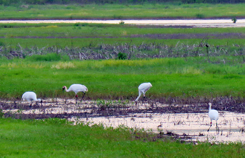 Whooping crane sightings delight central Missouri birders Local