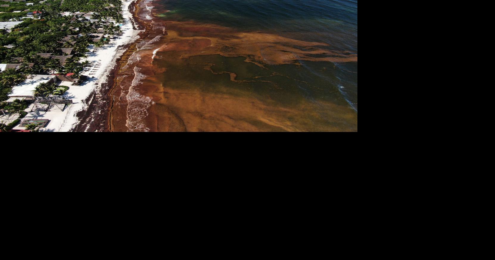 A blanket of seaweed smothers coastlines from the Caribbean to Mexico By FABIOLA SÁNCHEZ and DÁNICA COTO, The Associated Press Aug 4, 2026 4 mins ago