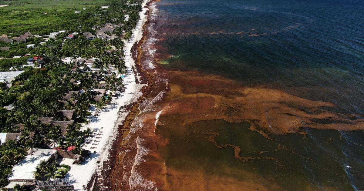 A blanket of seaweed smothers coastlines from the Caribbean to Mexico By FABIOLA SÁNCHEZ and DÁNICA COTO, The Associated Press Aug 4, 2026 4 mins ago