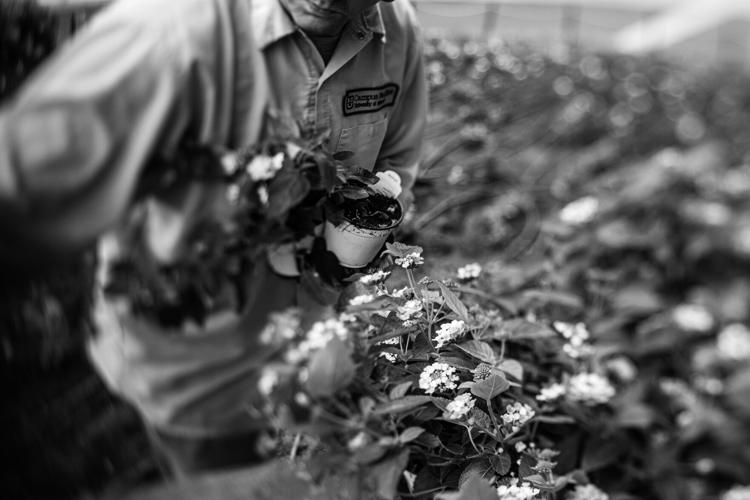 Andy Williams, groundskeeper at the University of Missouri, plants lantana