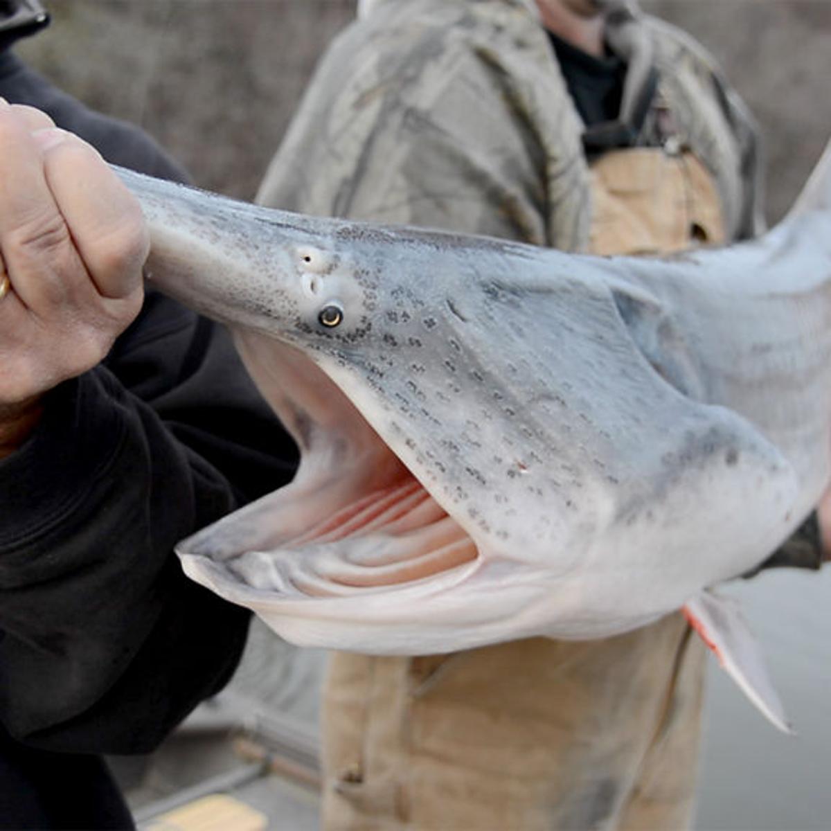 Paddlefish Pose Management Challenge For Missouri Conservationists News Columbiamissourian Com Paddlefish Pose Management Challenge For Missouri Conservationists News Columbiamissourian Com