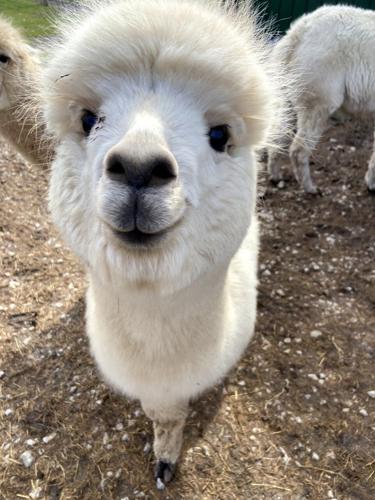 alpacas smiling