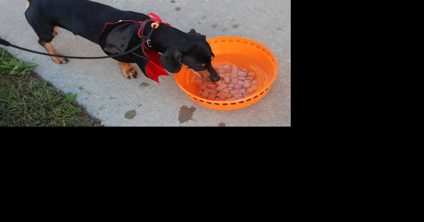 Dogs visit Lizzi and Rocco's for some Halloween fun | Local ...