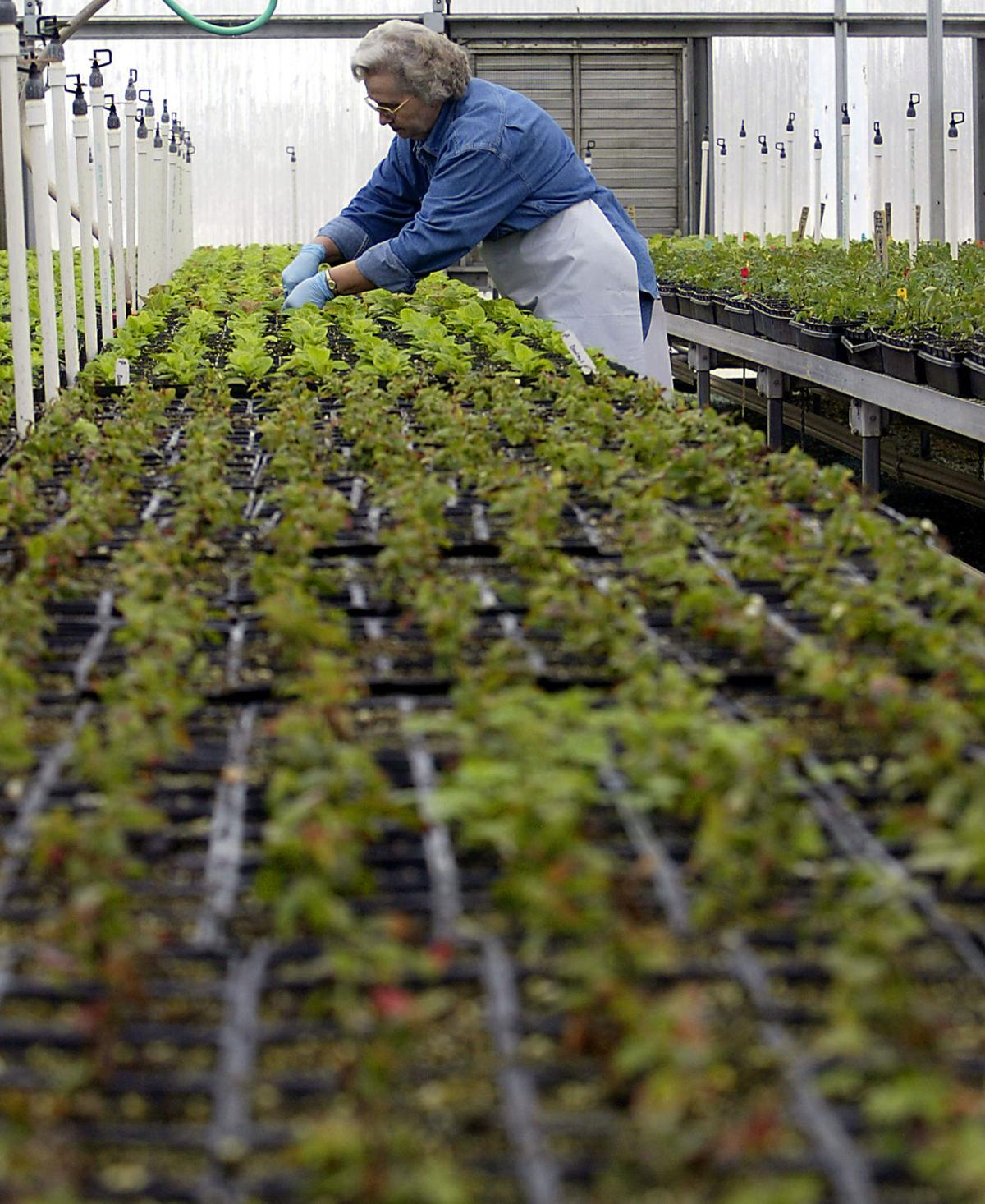 Louisiana Missouri Fruit Tree Nursery Marks 200th Louisiana Missouri Fruit Tree Nursery Marks 200th