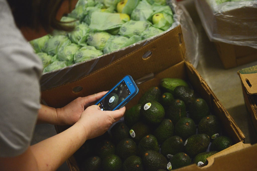 Jessica Hardy takes pictures of avocados .jpg