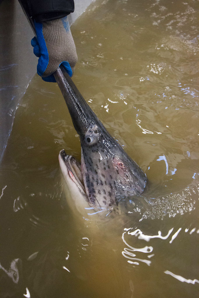 As paddlefish habitat changes, biologists keep the species and sport