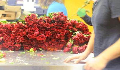 Tiger Garden stocks up on roses for Valentine's Day