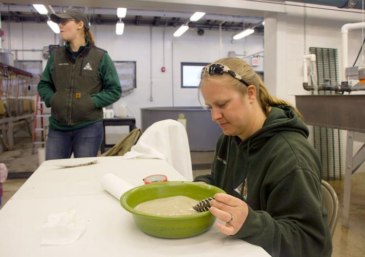 As paddlefish habitat changes, biologists keep the species and sport