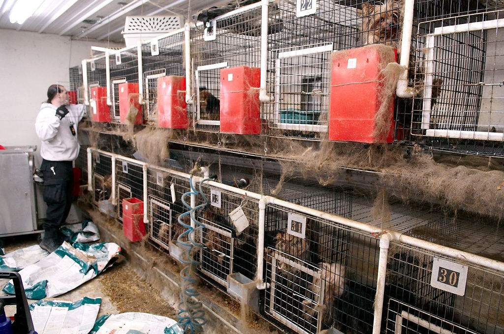 Commercial dog breeding in Missouri Part 3 — What you need to know as a consumer News