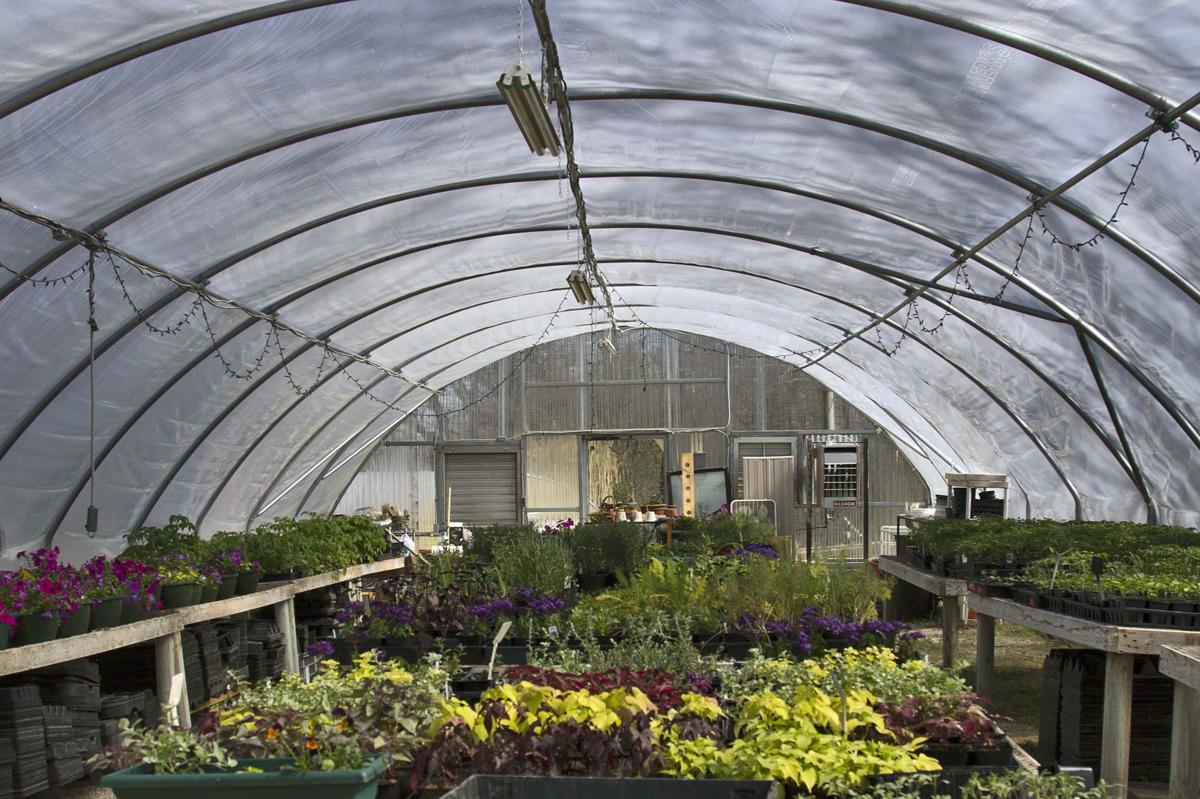 Gardeners work to rescue Ivan, a tomato that is now returning the favor