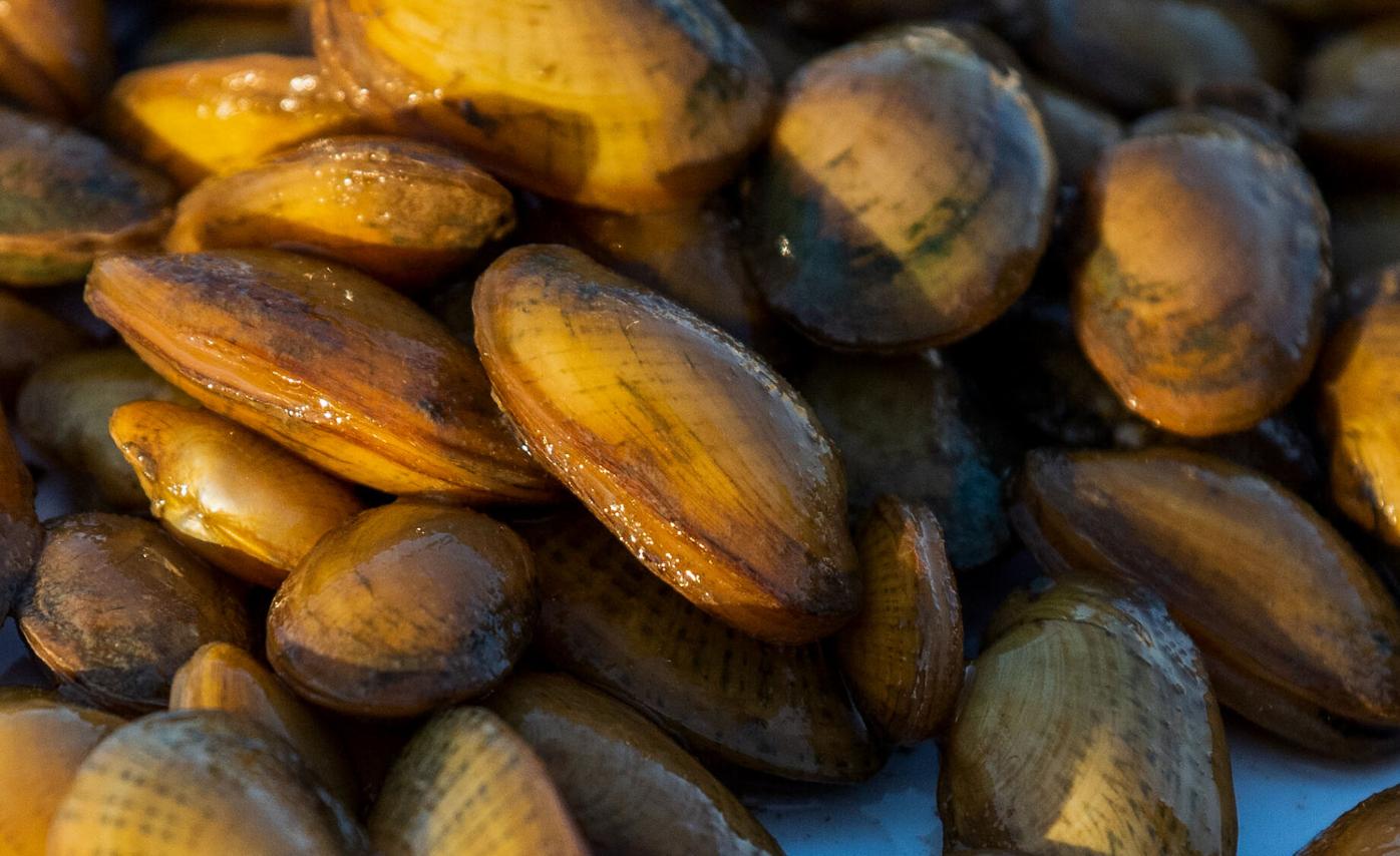 mokelumne river freshwater mussels