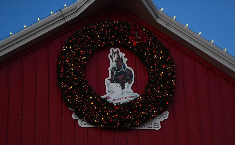 Budweiser Clydesdales celebrate the season (copy)