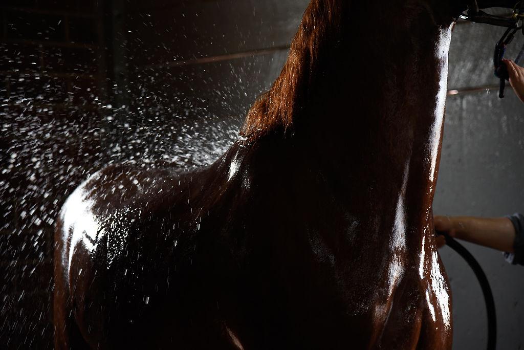 Equestrian Professor Celebrated For 50 Year Legacy In Her Field