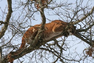 Study Cougars Again Spreading Across Midwest Including Missouri