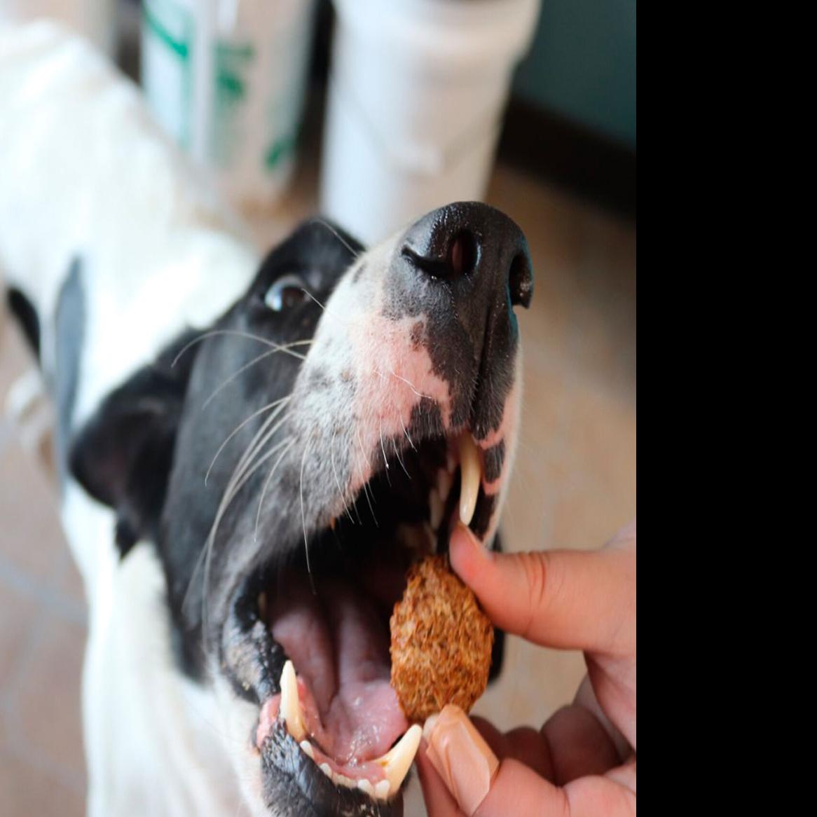 Pets First Alabama Signature Pro Collar for Dogs, Medium