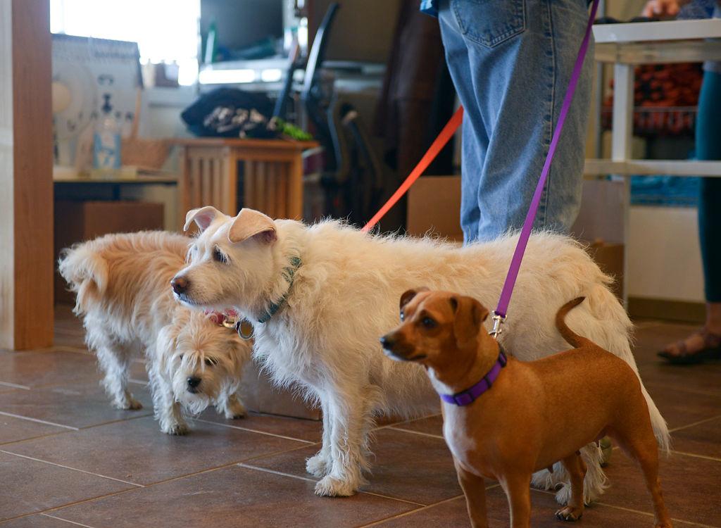 Pet Euthanasia Rates Have Dropped Significantly Here Are Some