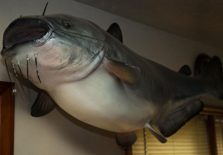 Missouri River becoming a destination for trophy catfish, Local