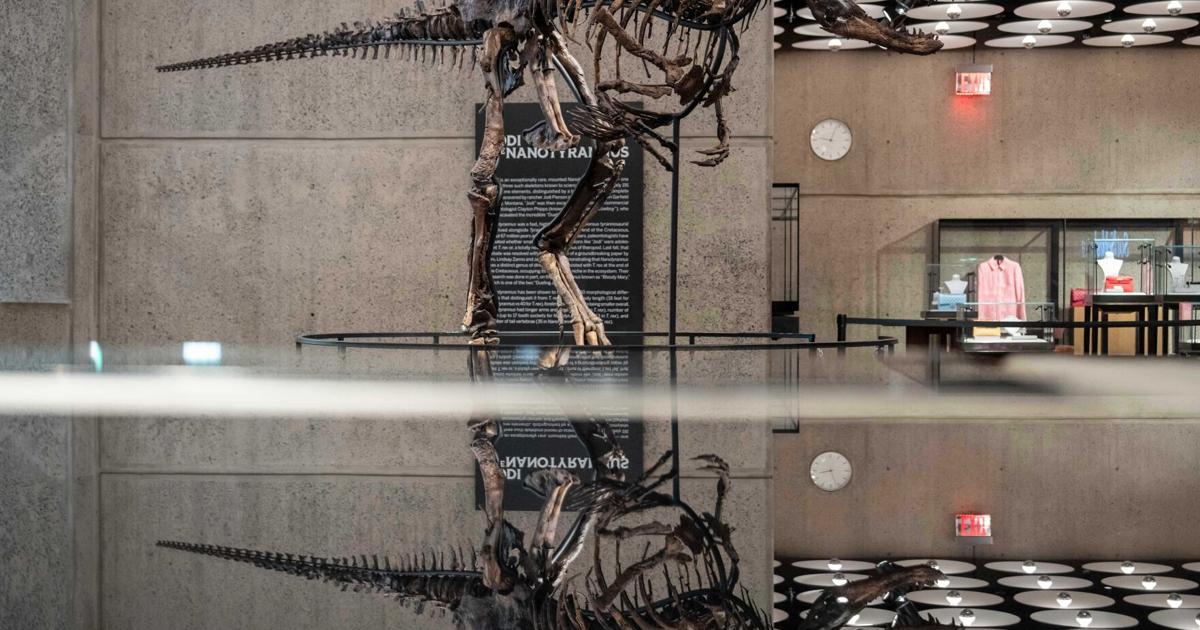 Photo: Columbia Missourian Rare fossil of T. rex cousin goes on display in New York before heading to auction