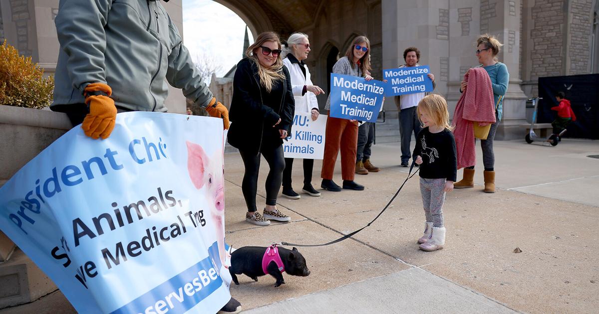 Protesters demand MU stop using pigs in medical training | News