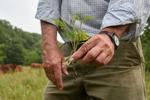 Greg Judy holds up a piece of greenery