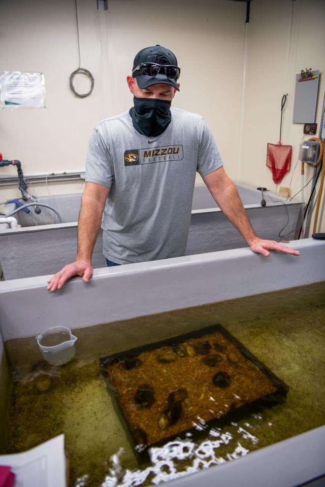 Scientists hope to bring endangered freshwater mussels back from the