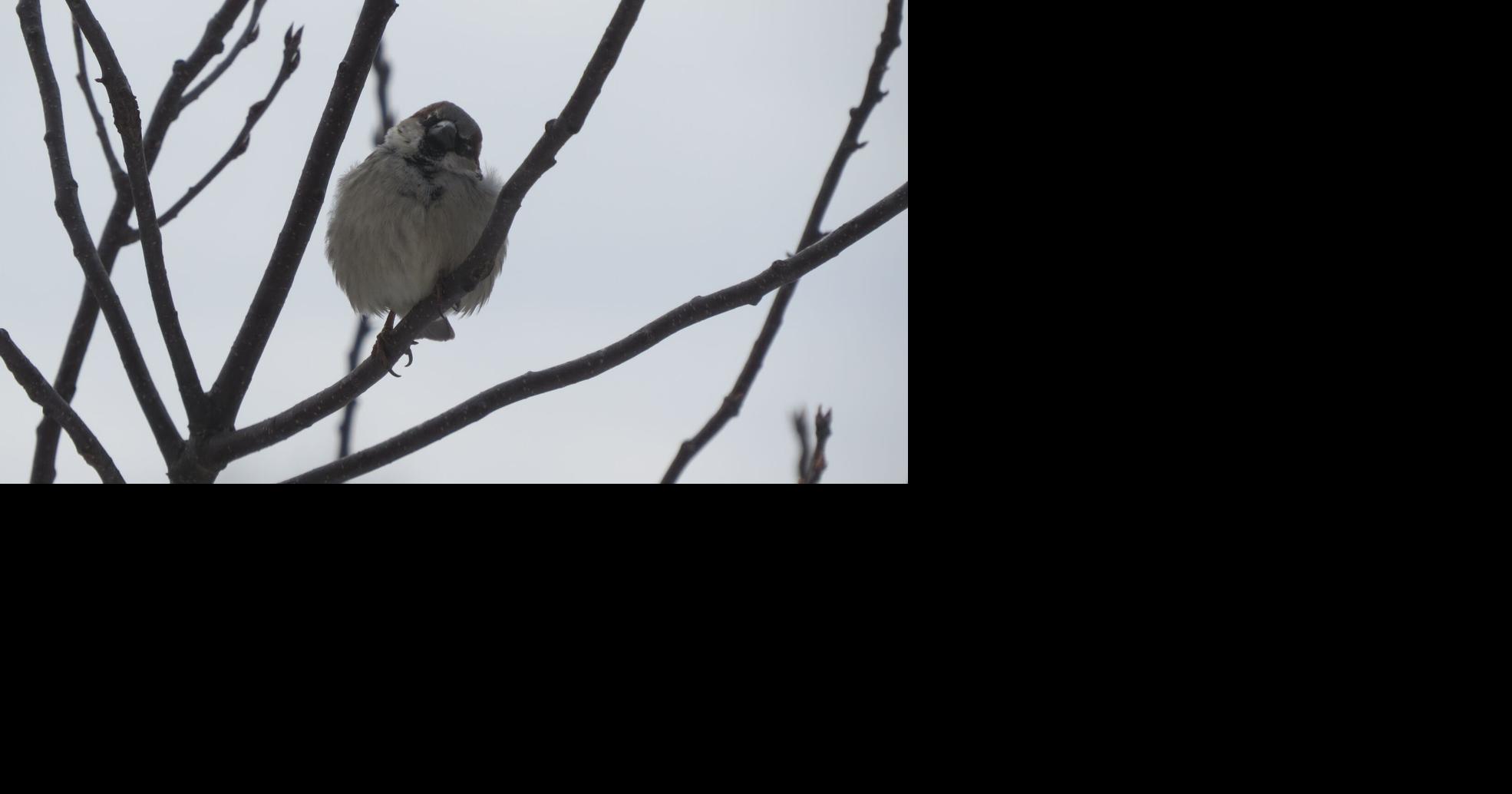A sparrow perches on a tree in Columbia
