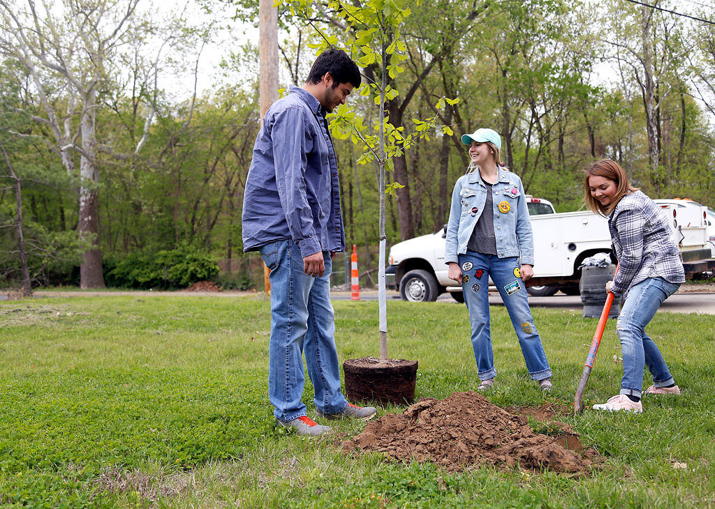 Volunteers plant a Swamp Chestnut Oak tree