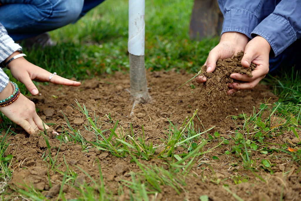 Volunteers press and smooth dirt over the base of a tree