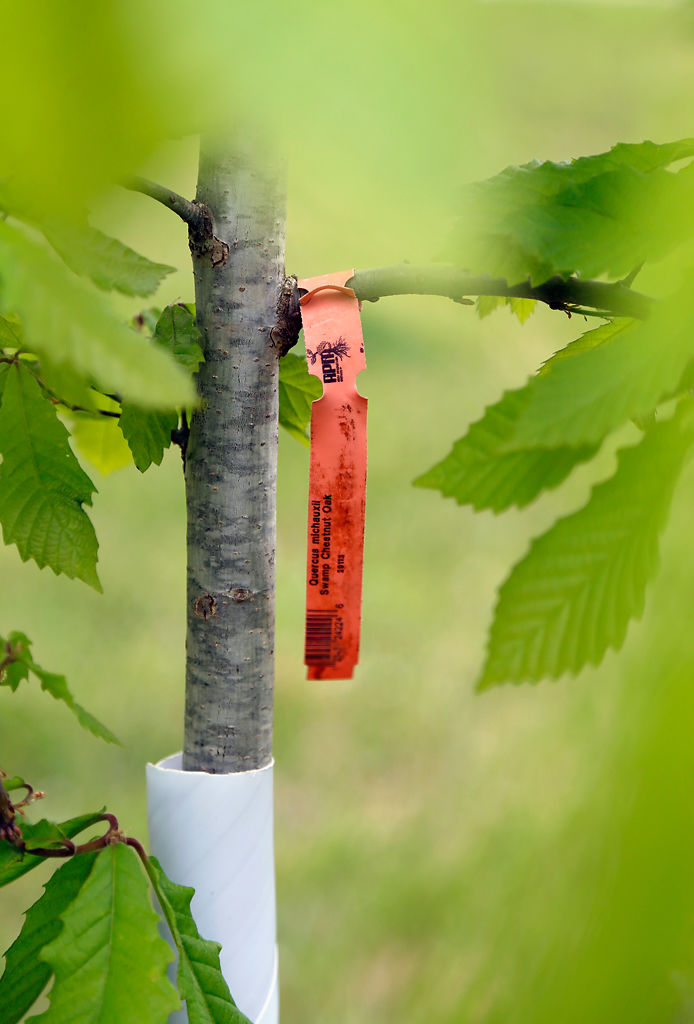 A tag hangs from the branch of a Swamp Chestnut Oak