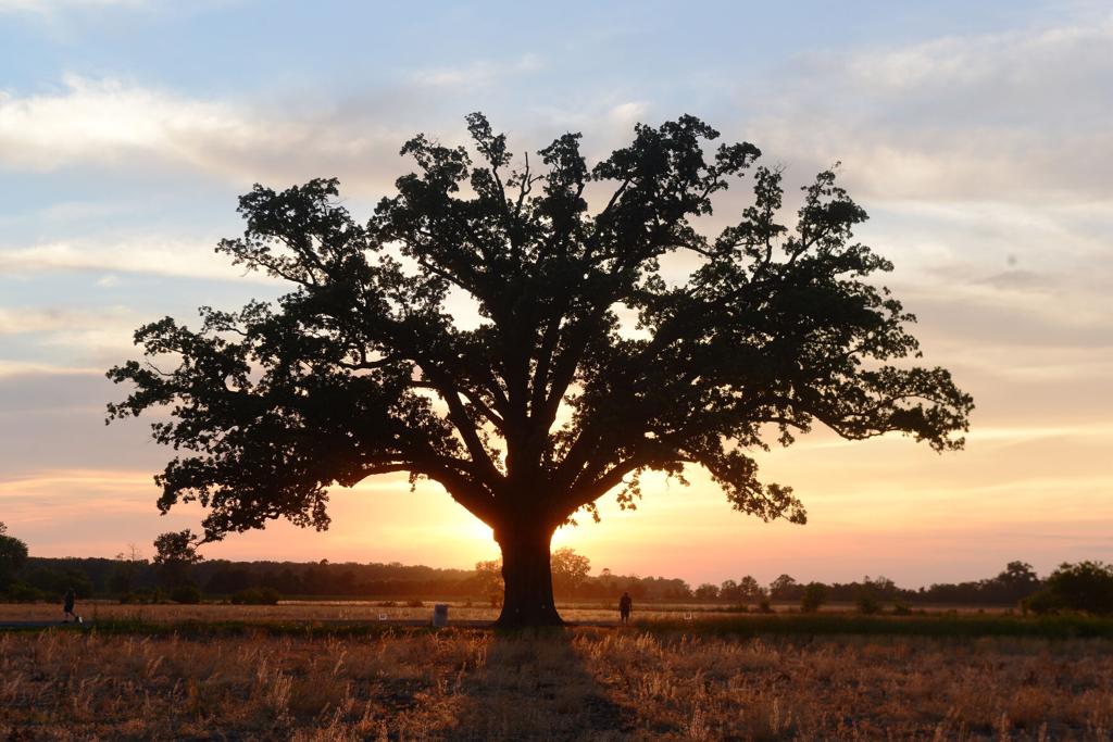 big oak tree columbia mo