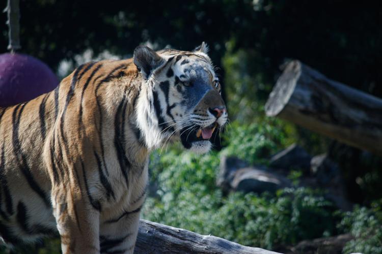 Rare tigers in Thailand spotted for first time in four years - The  Washington Post