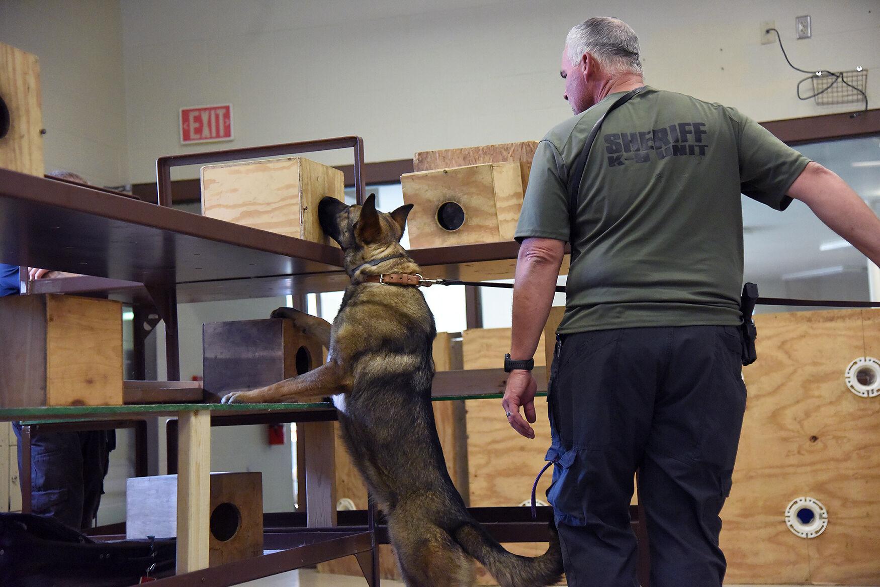 K-9 Andi smells a sample of methamphetamine while completing an odor recognition
