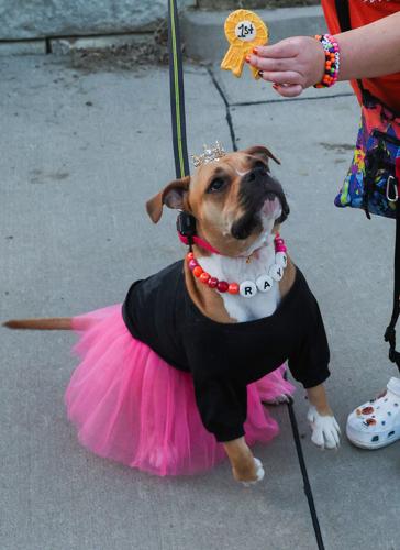 Dogs visit Lizzi & Rocco's for some Halloween fun | Local ...