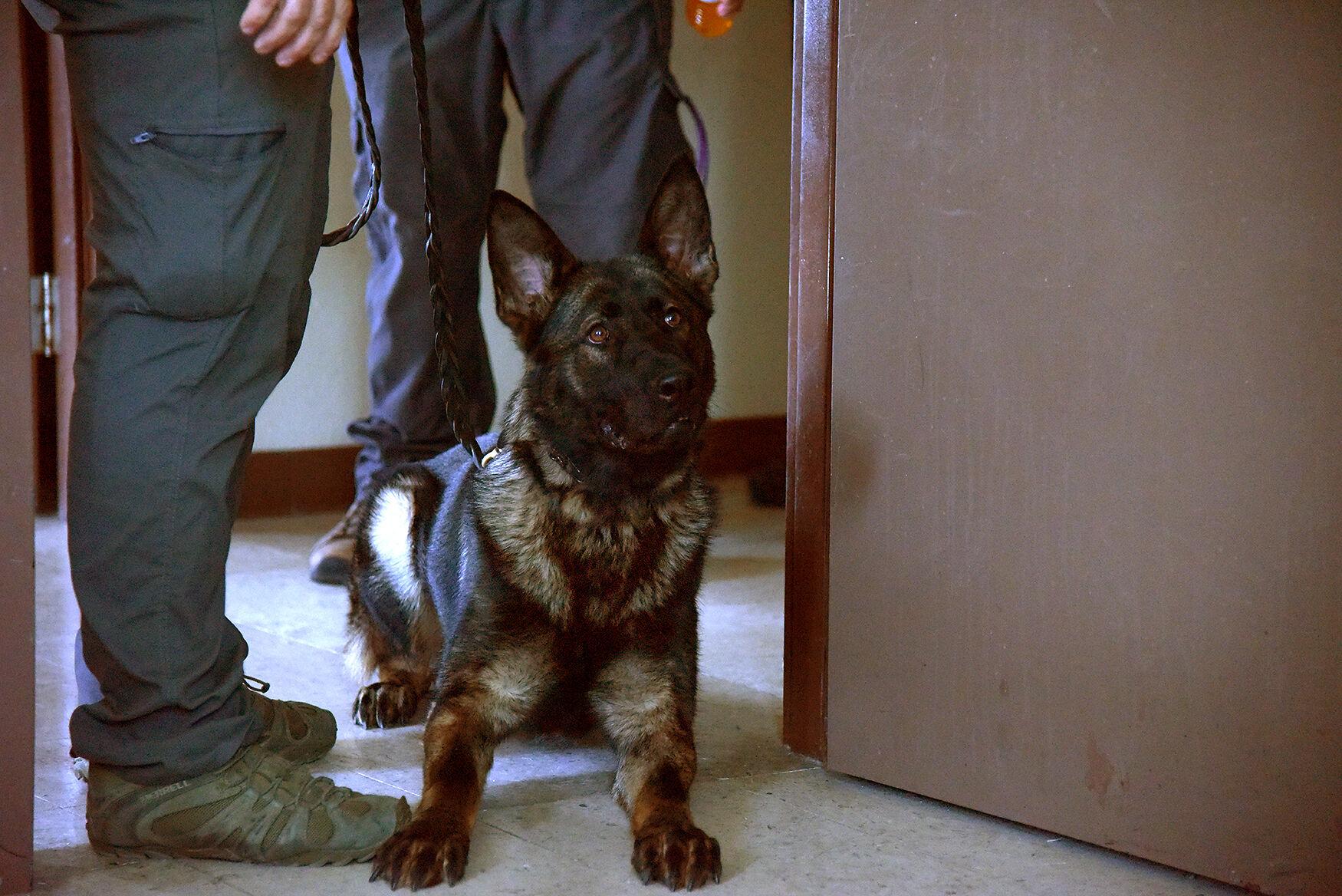 Micky, a working police dog, waits for his handler, Officer Paul Gash, to signal