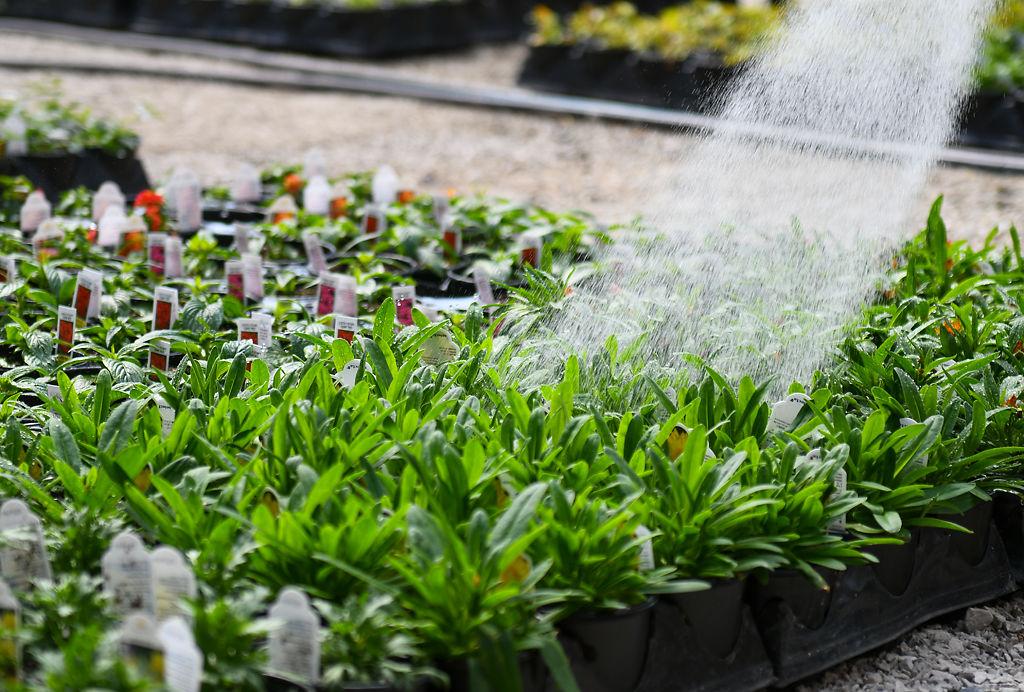 Local Plant Nurseries Adapt To Stay At Home Order Covid 19 Columbiamissourian Com