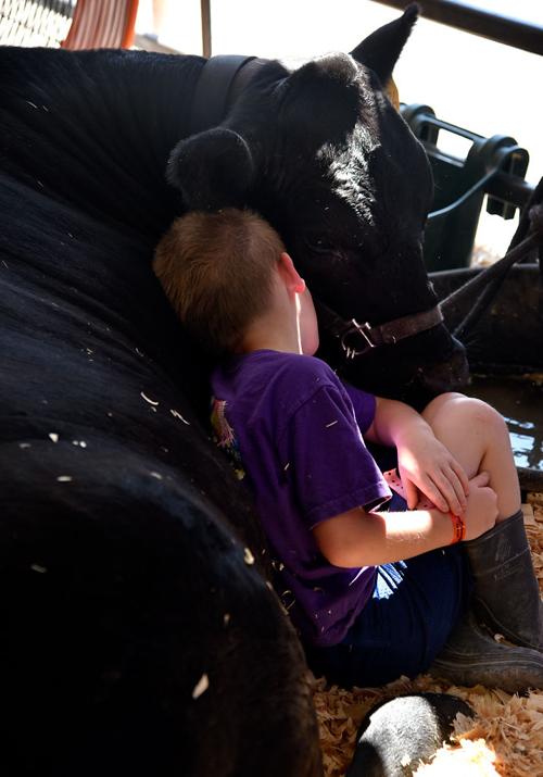 JT Montague, 9, cuddles with his cow, Chewbacca, the day after the cow judging
