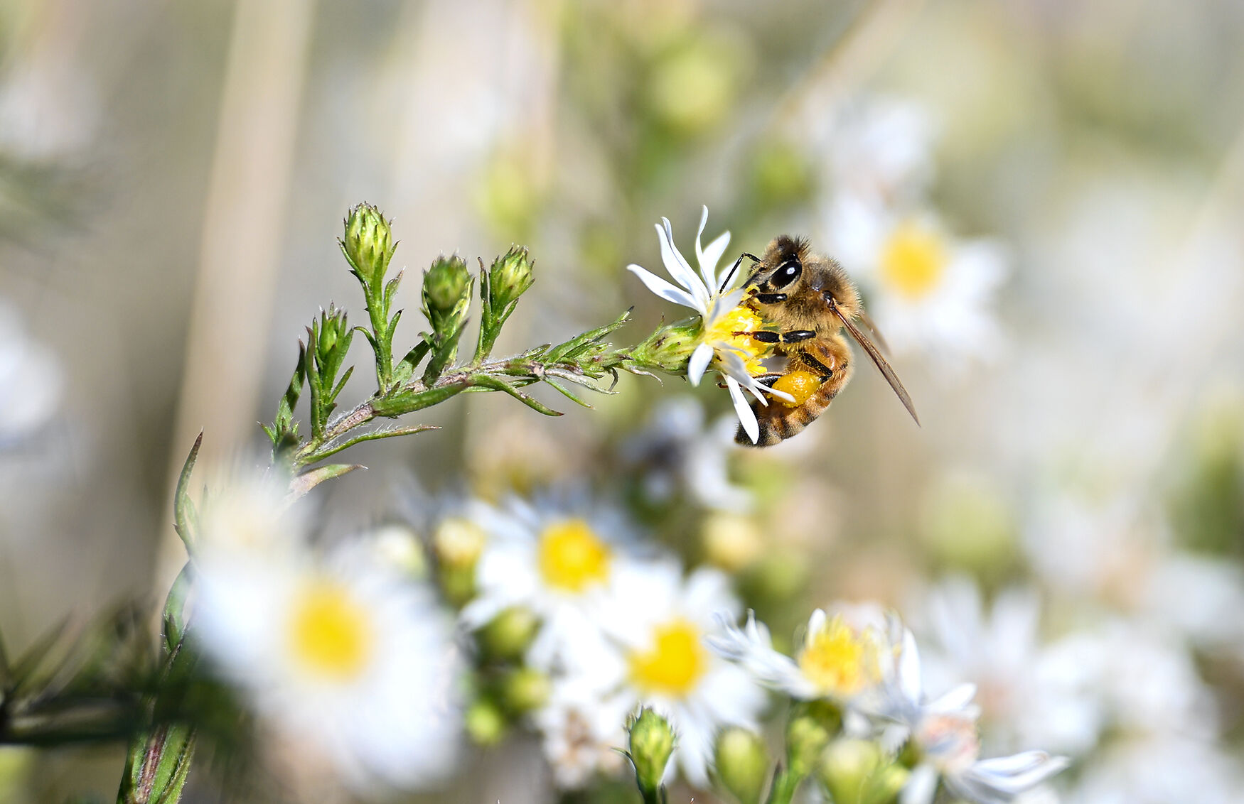 Pollinators Vip Pollinators have a new place to graze in northeast Columbia | Local ...