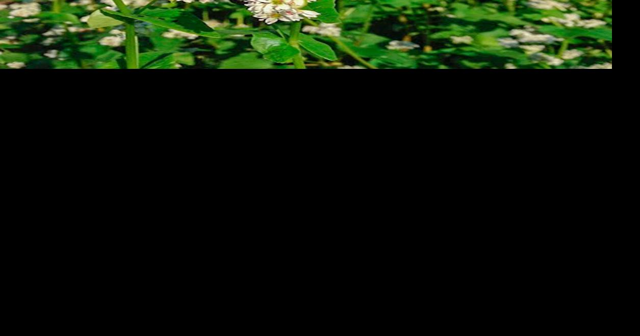 Cover crops work magic in many gardens. Learn more at an upcoming event ...
