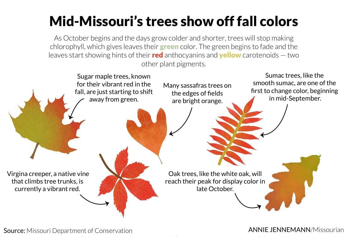 MidMissouri's trees show off fall colors Graphics